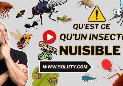 Quest ce quun insecte nuisible