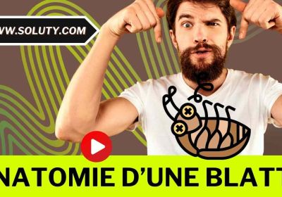 Anatomie dune blatte tout ce que vous devez savoir 1