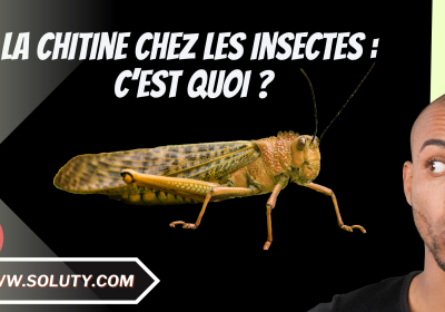 Cest quoi la chitine chez les insectes cette molecule importante presente dans leur corps 3