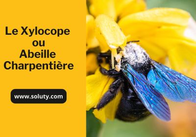 Le xylocope ou abeille charpentiere