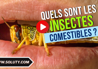 Quels sont les insectes comestibles 1