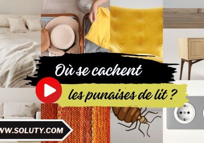 Les punaises de lit sont elles presentes uniquement dans les lits 3