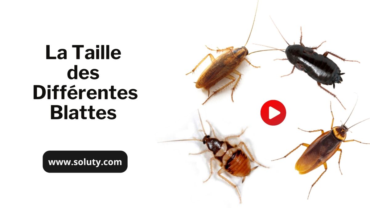 Dimensions des blattes Taille des principales espèces SOLUTY
