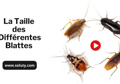 La taille des differentes blattes 1