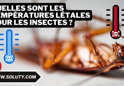 Quelles sont les temperatures letales pour les insectes