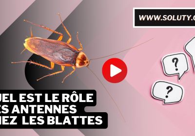 Quel est le role des antennes chez les blattes 3