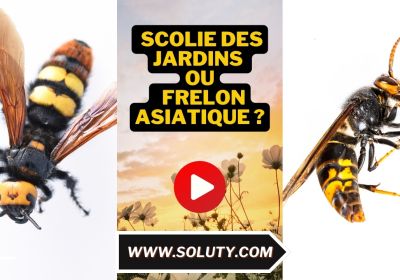 Scolie des jardins ou frelon asiatique 1