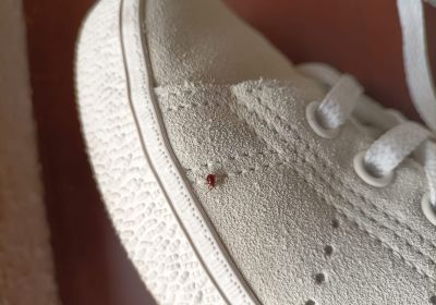 Le ptine bombe ou gibbium