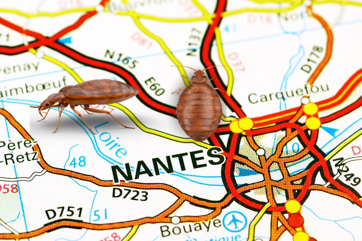 PUNAISES DE LIT et ville de Nantes
