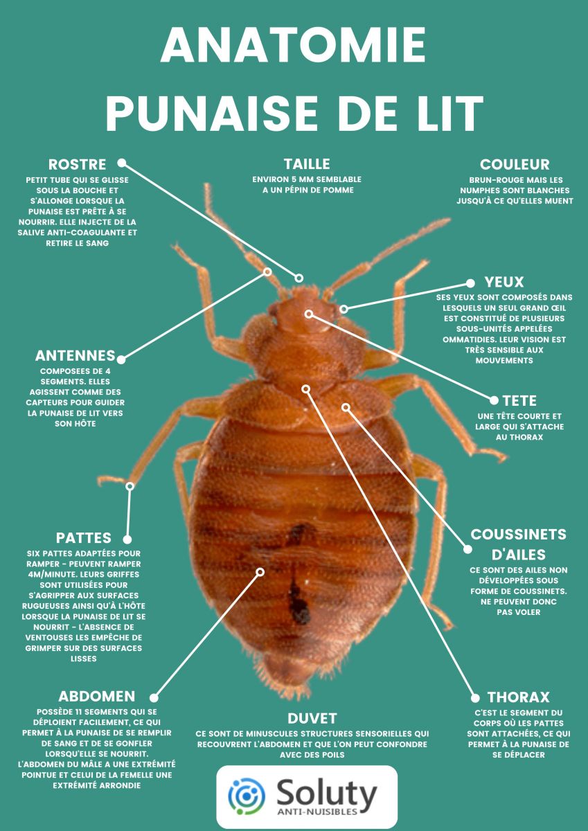 Quelles sont les caractéristiques physiques de la punaise de lit ?