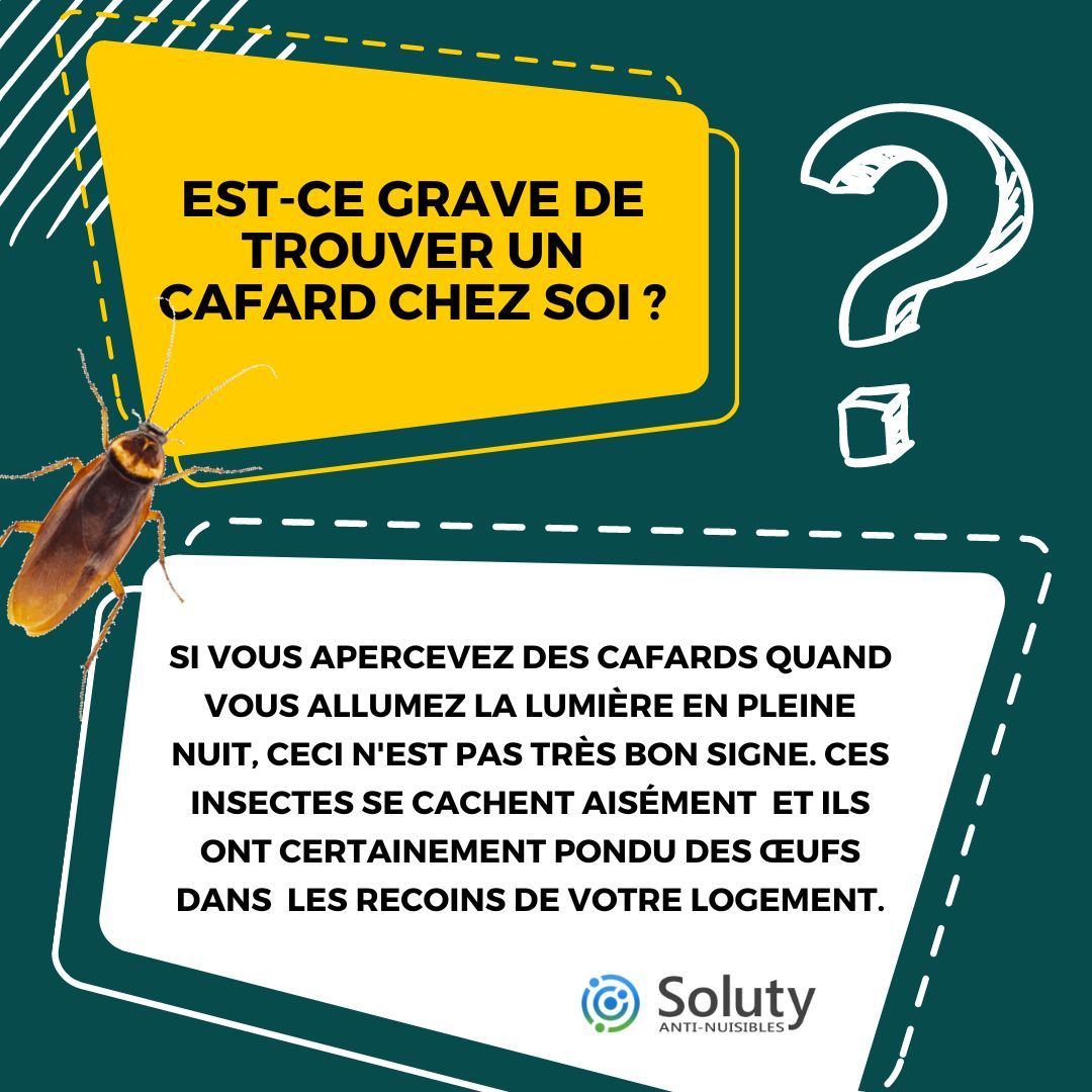Est-ce grave de trouver un cafard chez soi ?