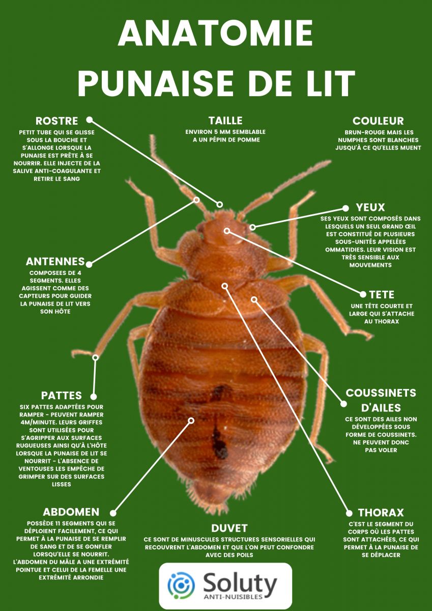 Quelles sont les caractéristiques physiques de la punaise de lit ?