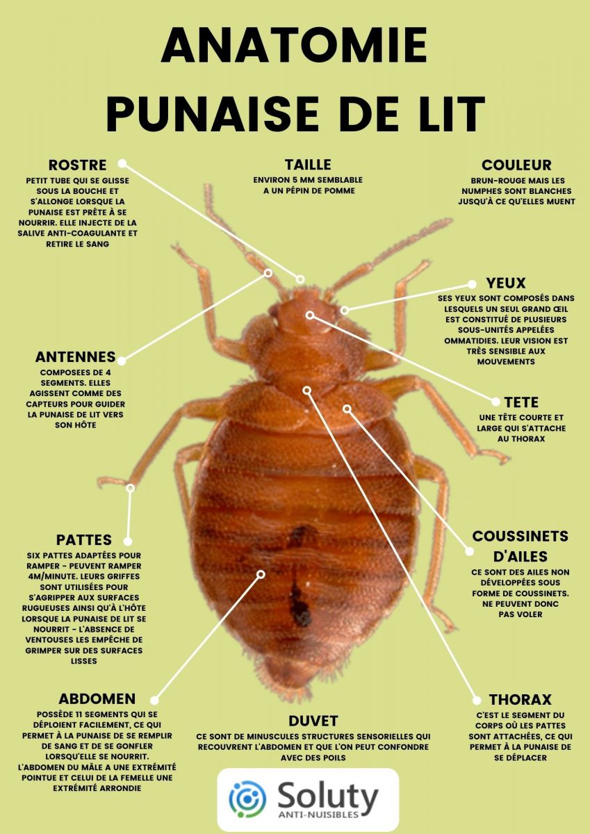 À quoi ressemblent les punaises de lit ?