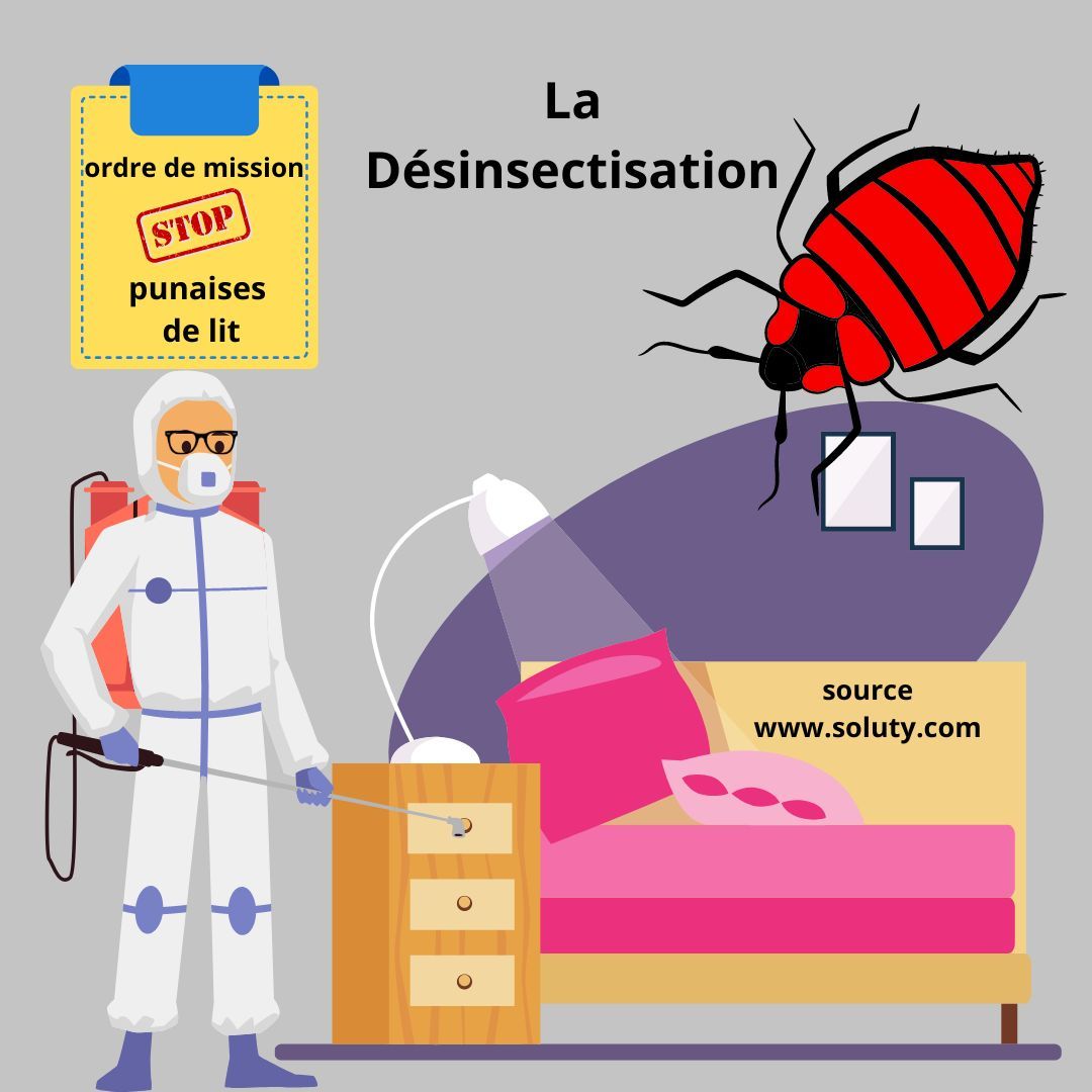 Désinsectisation punaises de lit