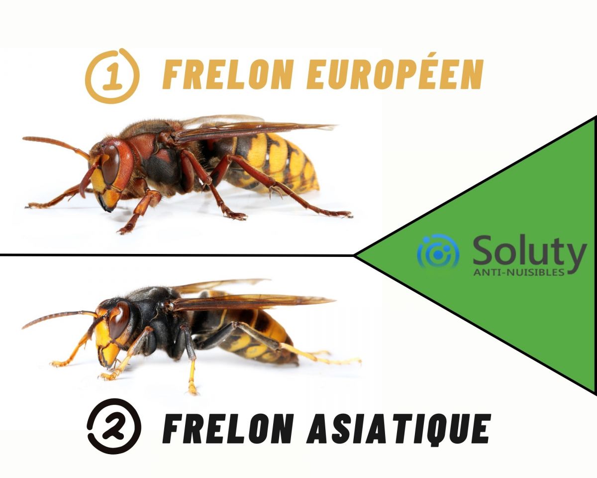 différence entre frelon européen et asiatique