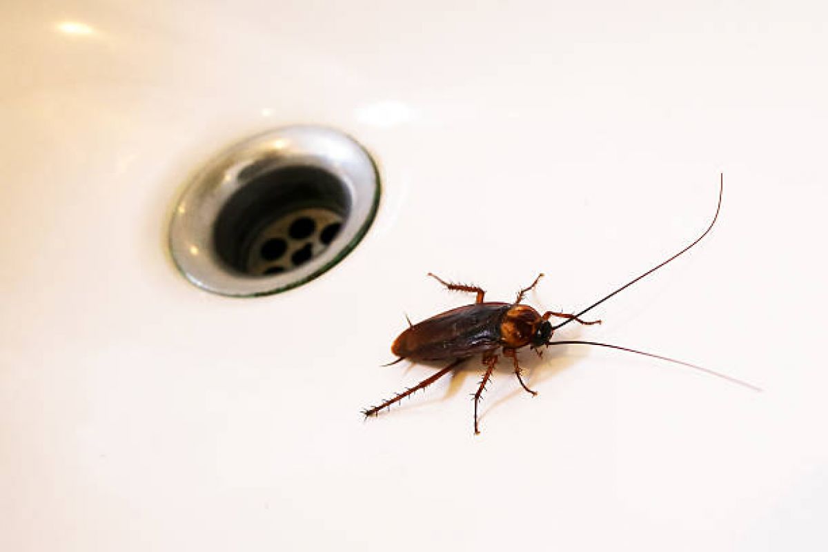 COMMENT ARRIVENT LES CAFARDS DANS UNE MAISON