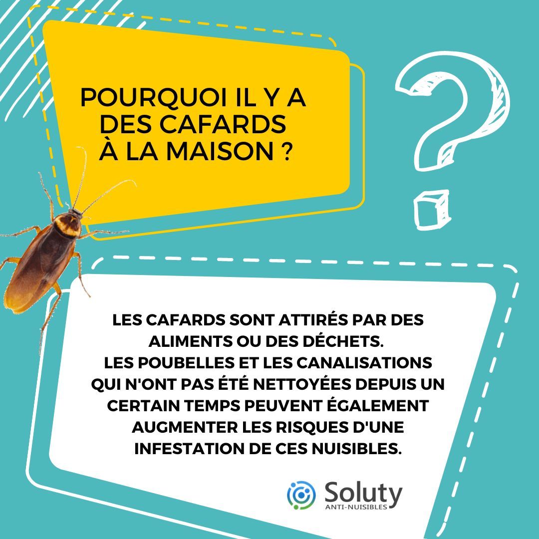 Pourquoi il y a des cafards à la maison ?