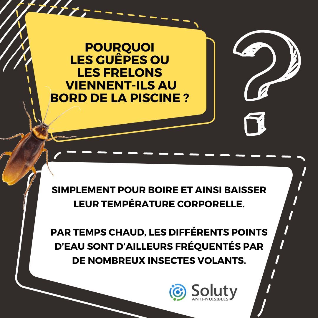 POURQUOI  LES GUêpes ou  les frelons  viennent-ILS au bord de la piscine ?