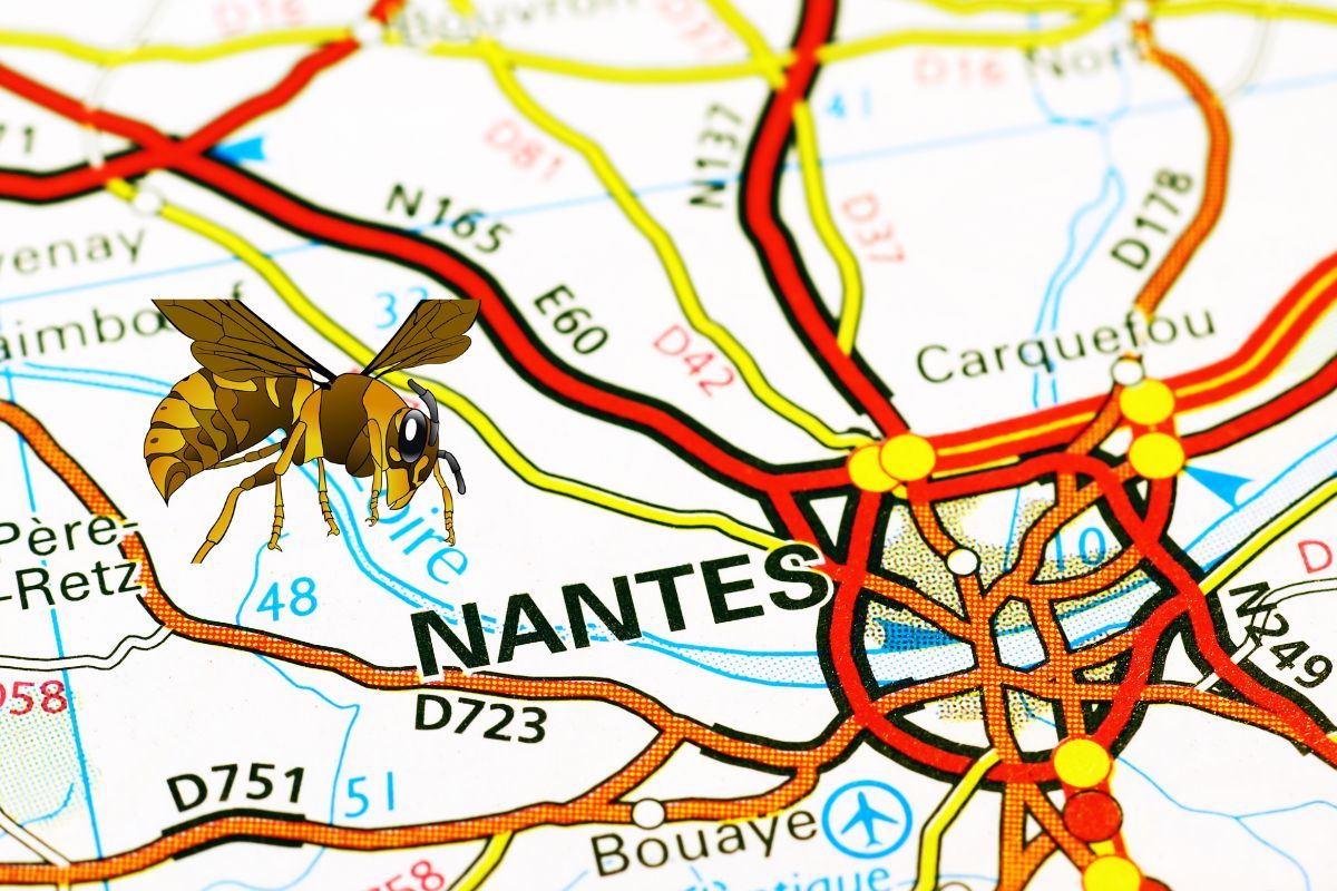 frelons et ville de Nantes