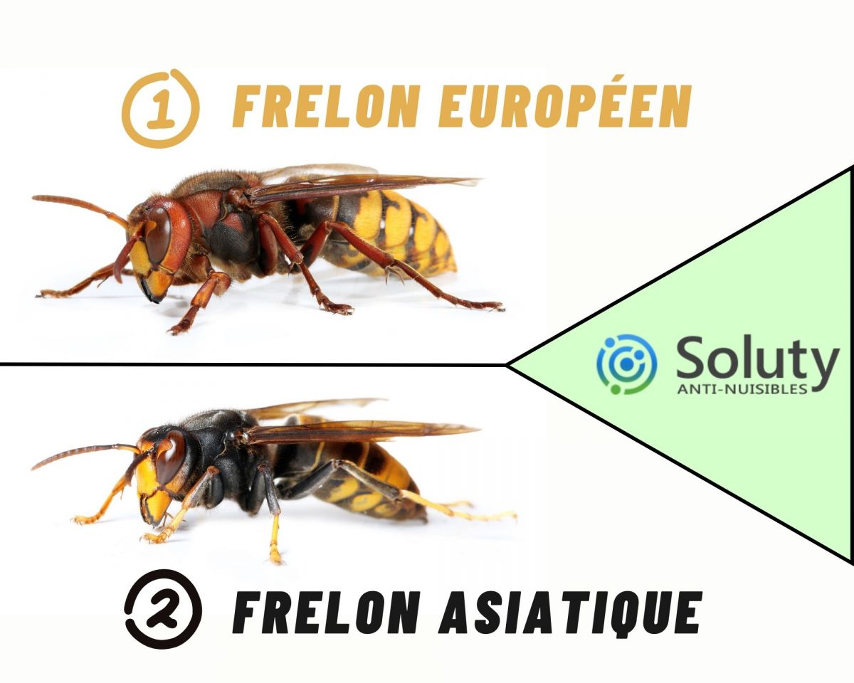 différence entre frelon européen et asiatique