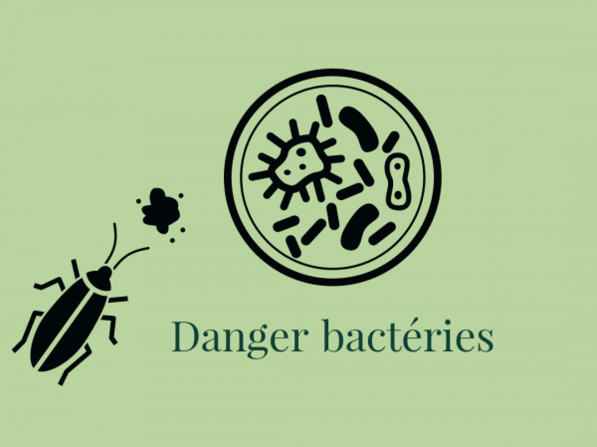 dangers bactéries amenées par les cafards 