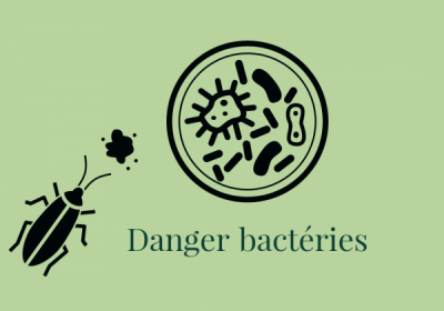 Transport de bacteries et agents pathogenes par les cafards 600x449