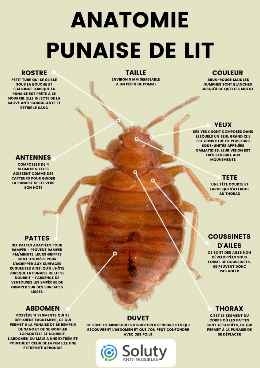 Comparaisons entre les punaises de lit femelles et mâles - SOLUTY