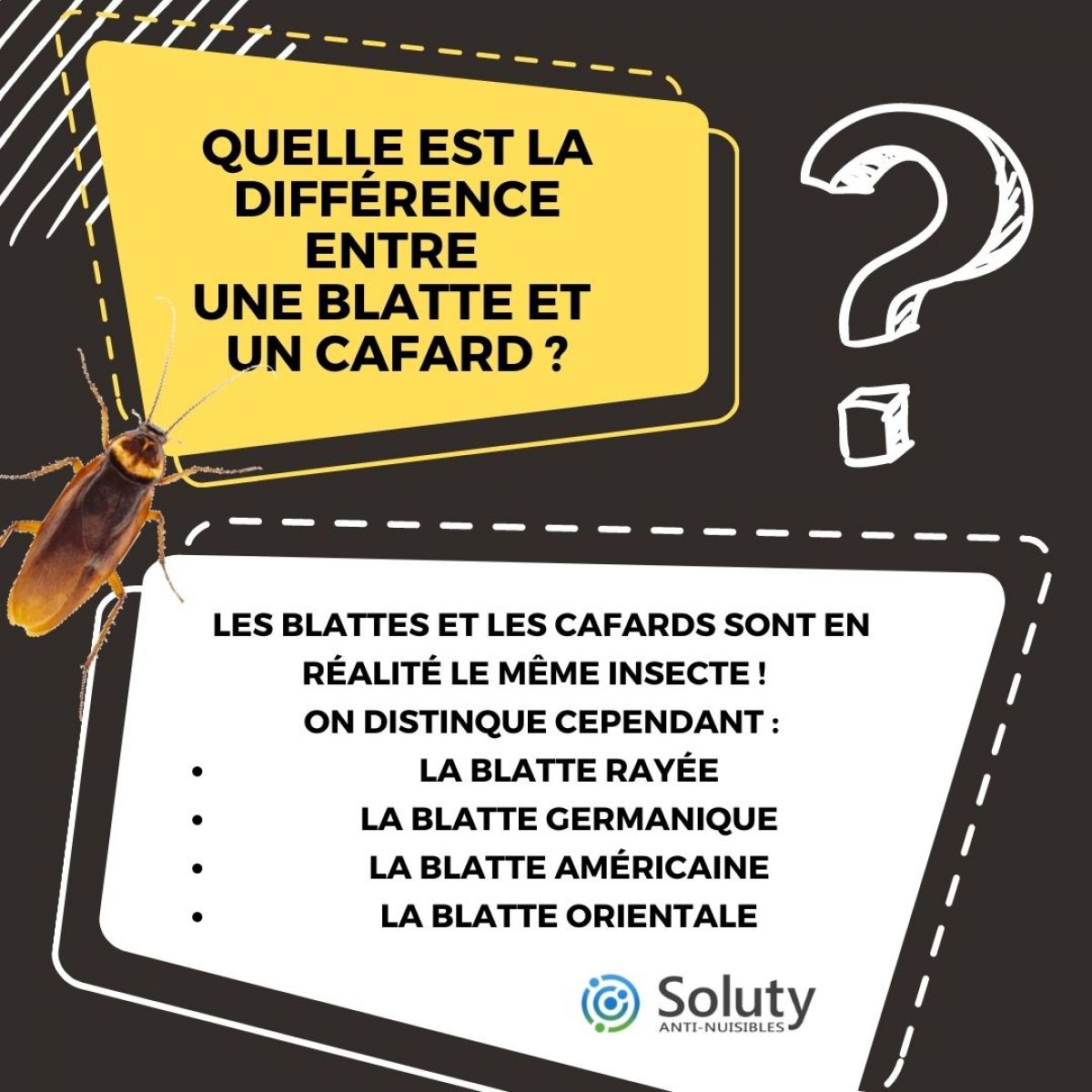 Comment reconnaître un cafard ou une blatte ? SOLUTY — free download