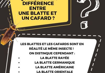 Quelle est la difference entre une blatte et un cafard 1