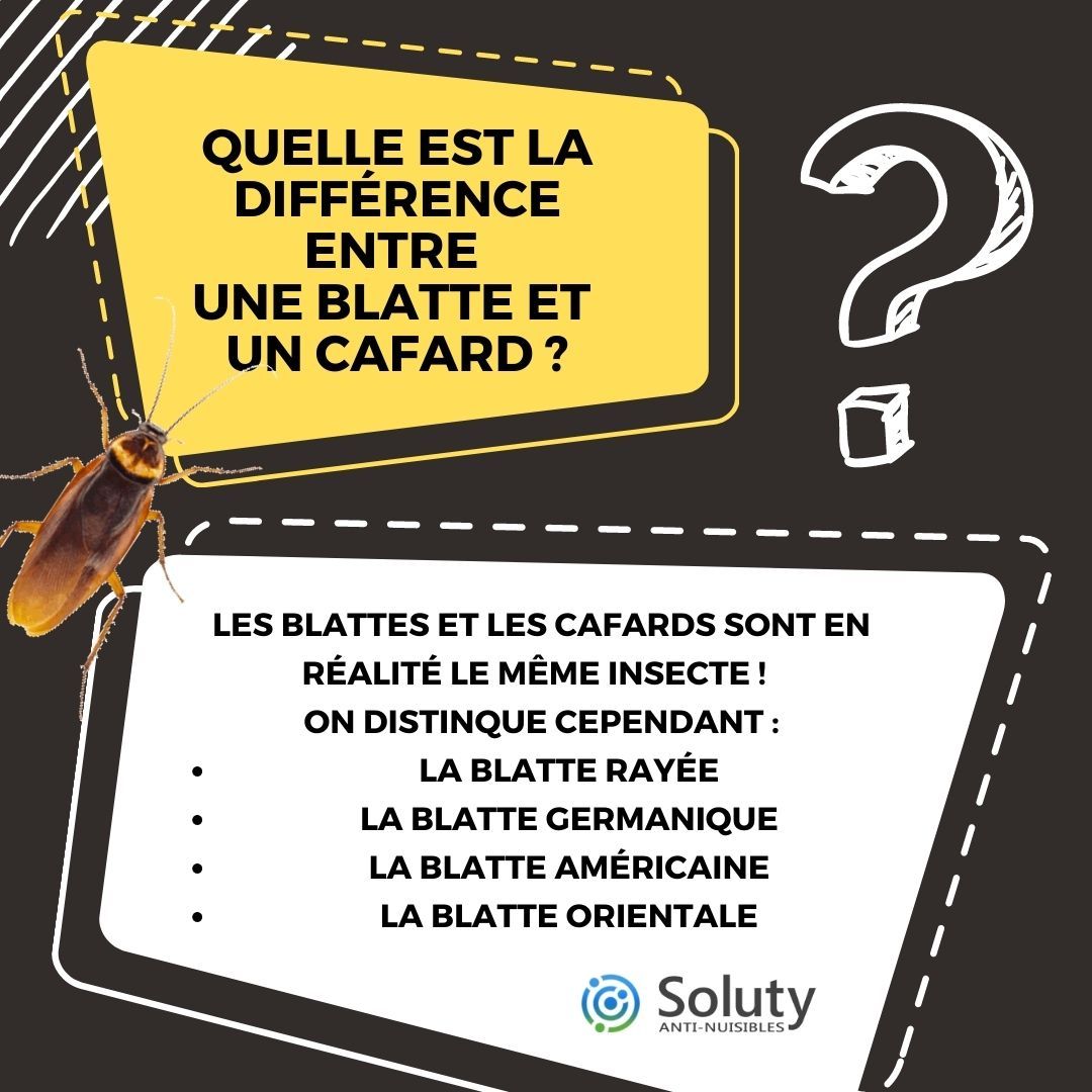 quelle est la différence entre blatte et cafard ? 