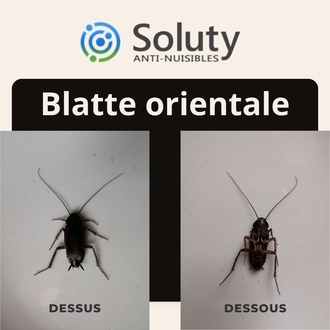 vue de dessus et de dessous d'une blatte orientale 