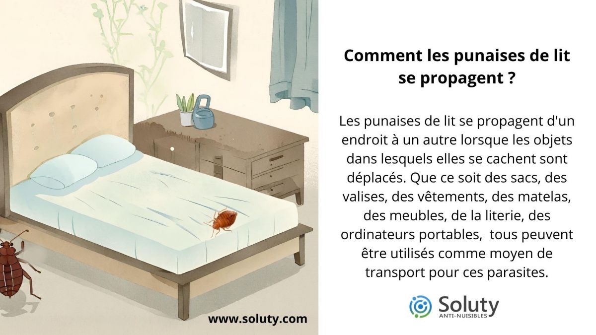 Comment les punaises de lit se propagent  ?