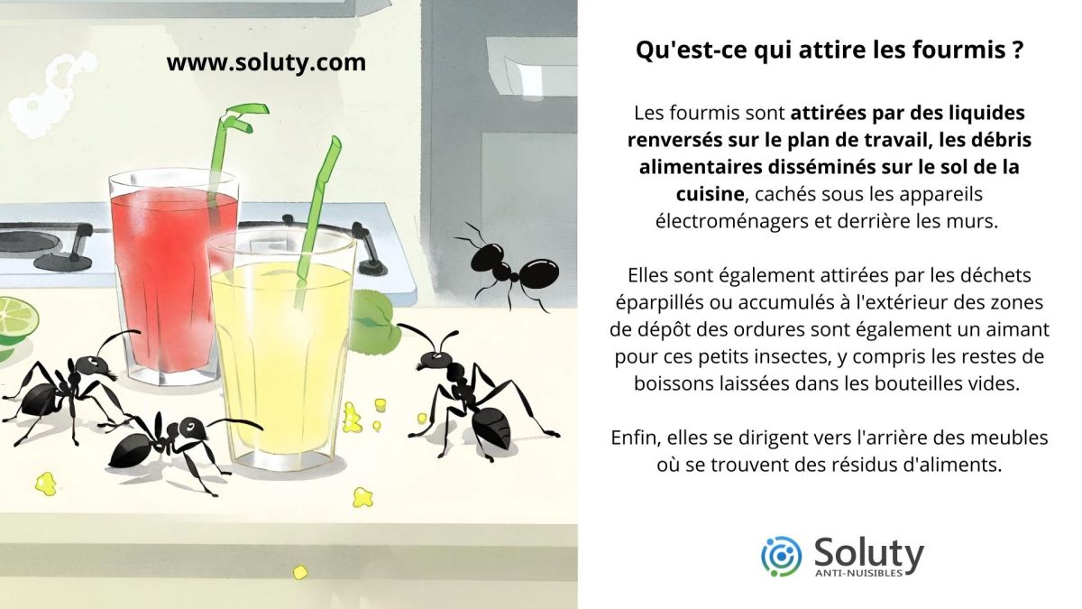 Qu'est-ce qui attire les fourmis  ?