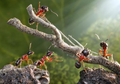 Fourmis rouges