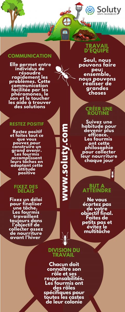 infographie sur l'intelligence des fourmis 