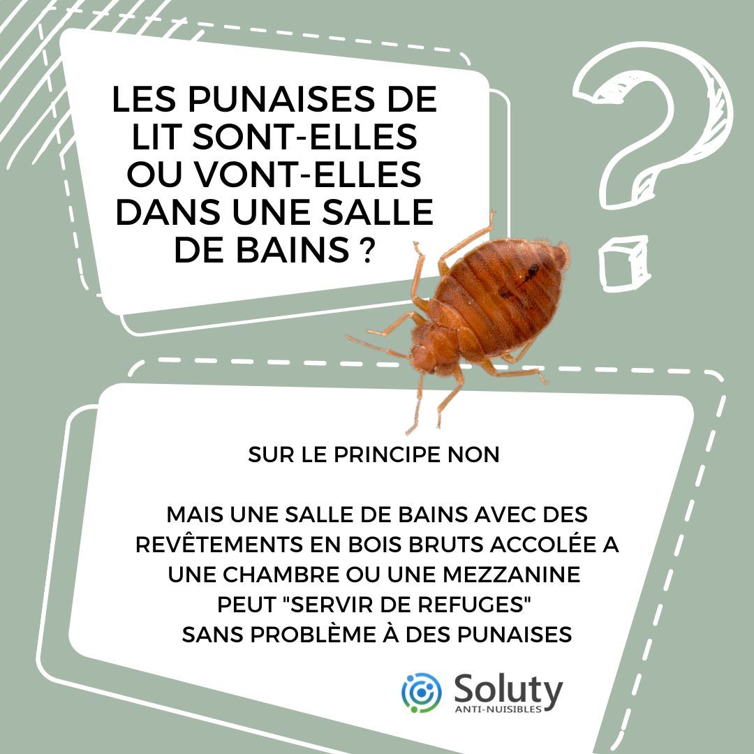 les punaises de lit sont-elles ou vont-elles dans la salle de bains ?