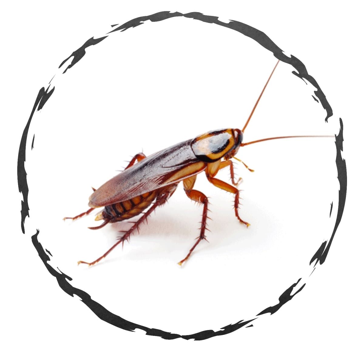 une blatte dans un cercle