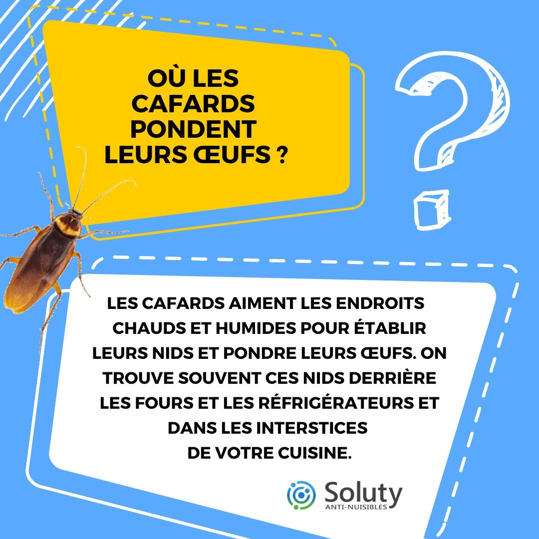 à quel endroit les cafards déposent ils leurs œufs ? 