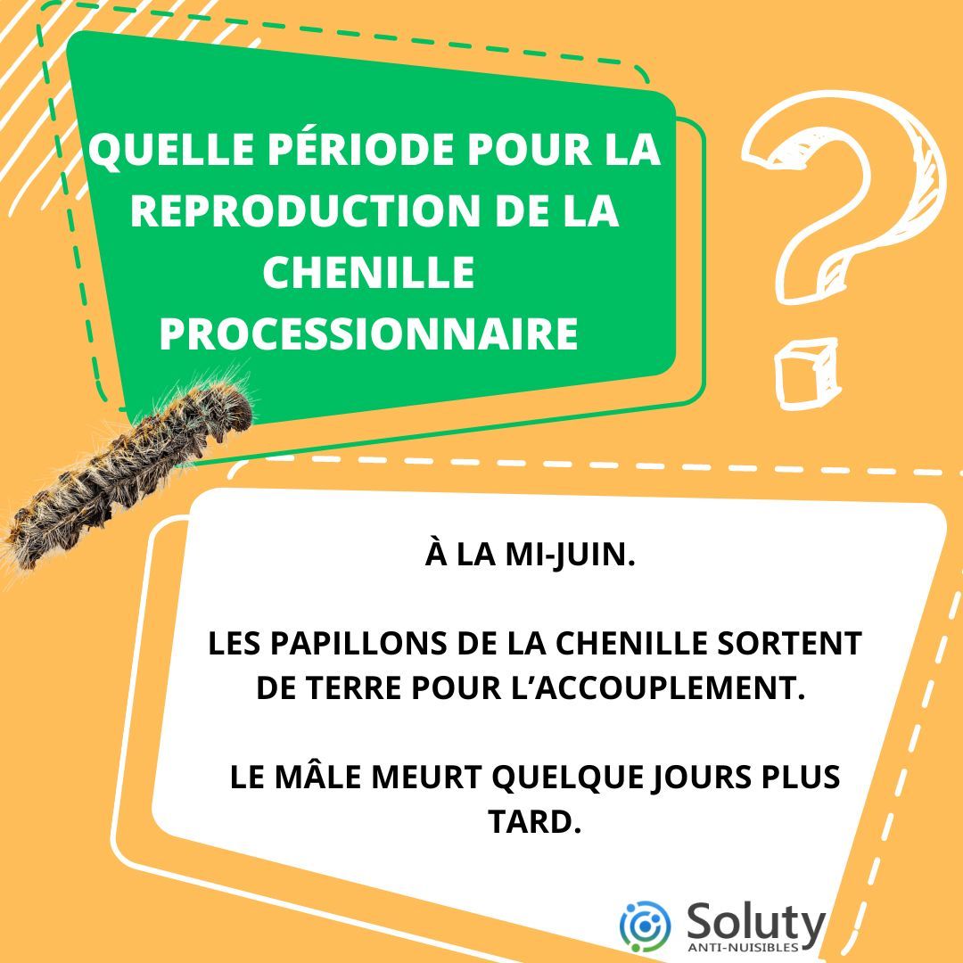 la chenille processionnaire