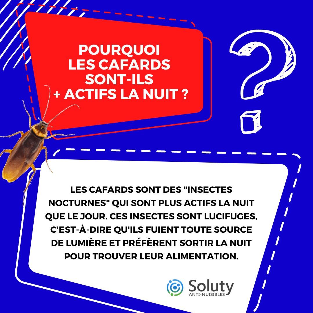 POURQUOI LES CAFARDS SONT IL PLUS ACTIFS LA NUIT ?