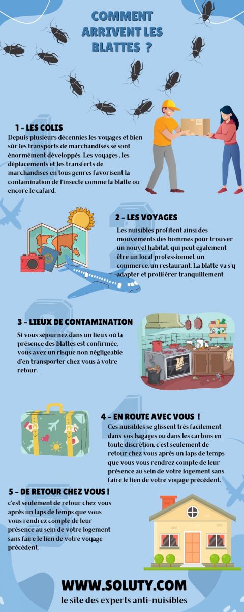 Comment arrivent les blattes chez moi ? - Les déplacements 