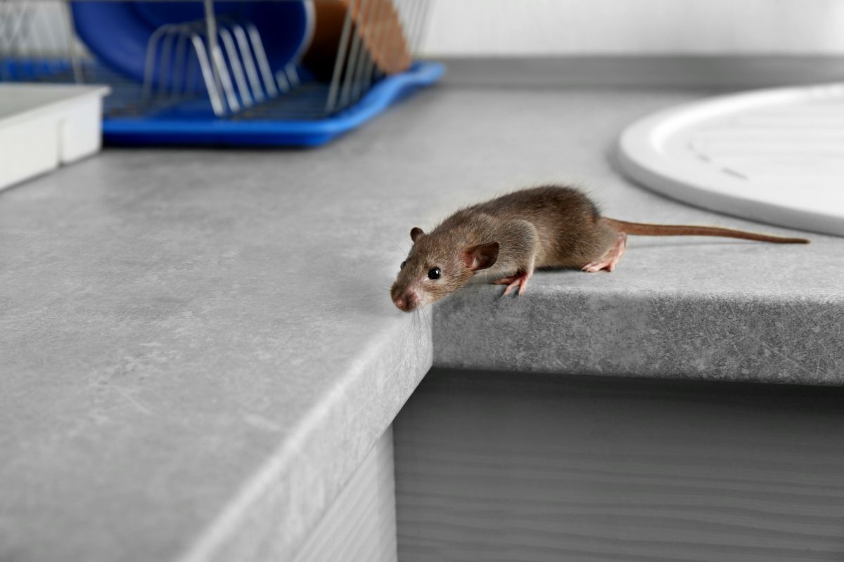 présence de souris dans sa cuisine