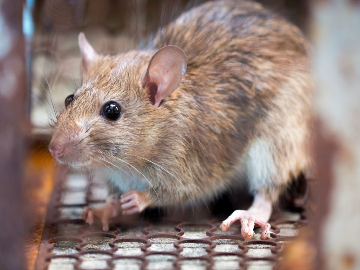 Le rat d'égout, rat des champs ou surmulot, un rongeur peu apprécié