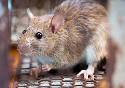 Rat 2