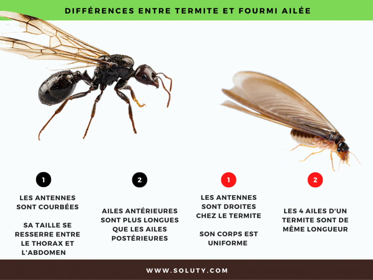 différences entre  fourmi ailée et termite ailé