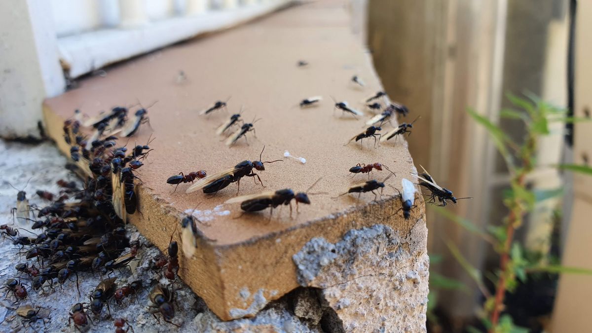 reines et mâles de fourmis