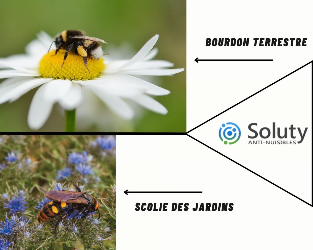 différence entre bourdon terrestre et un scolie des jardin