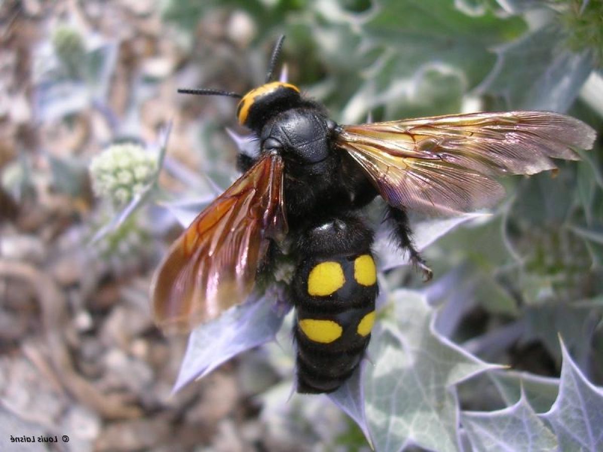 la scolie des jardins