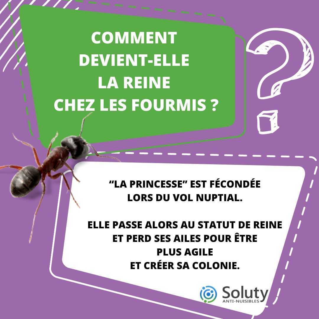 Comment devient-elle une Reine chez les fourmis ?