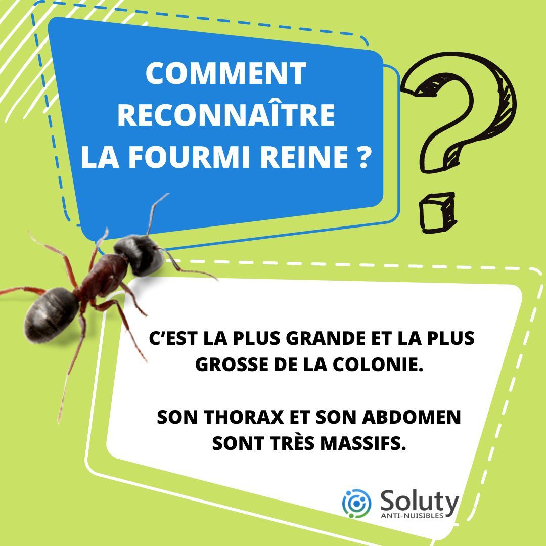 COMMENT RECONNAITRE LA REINE DES FOURMIS ?